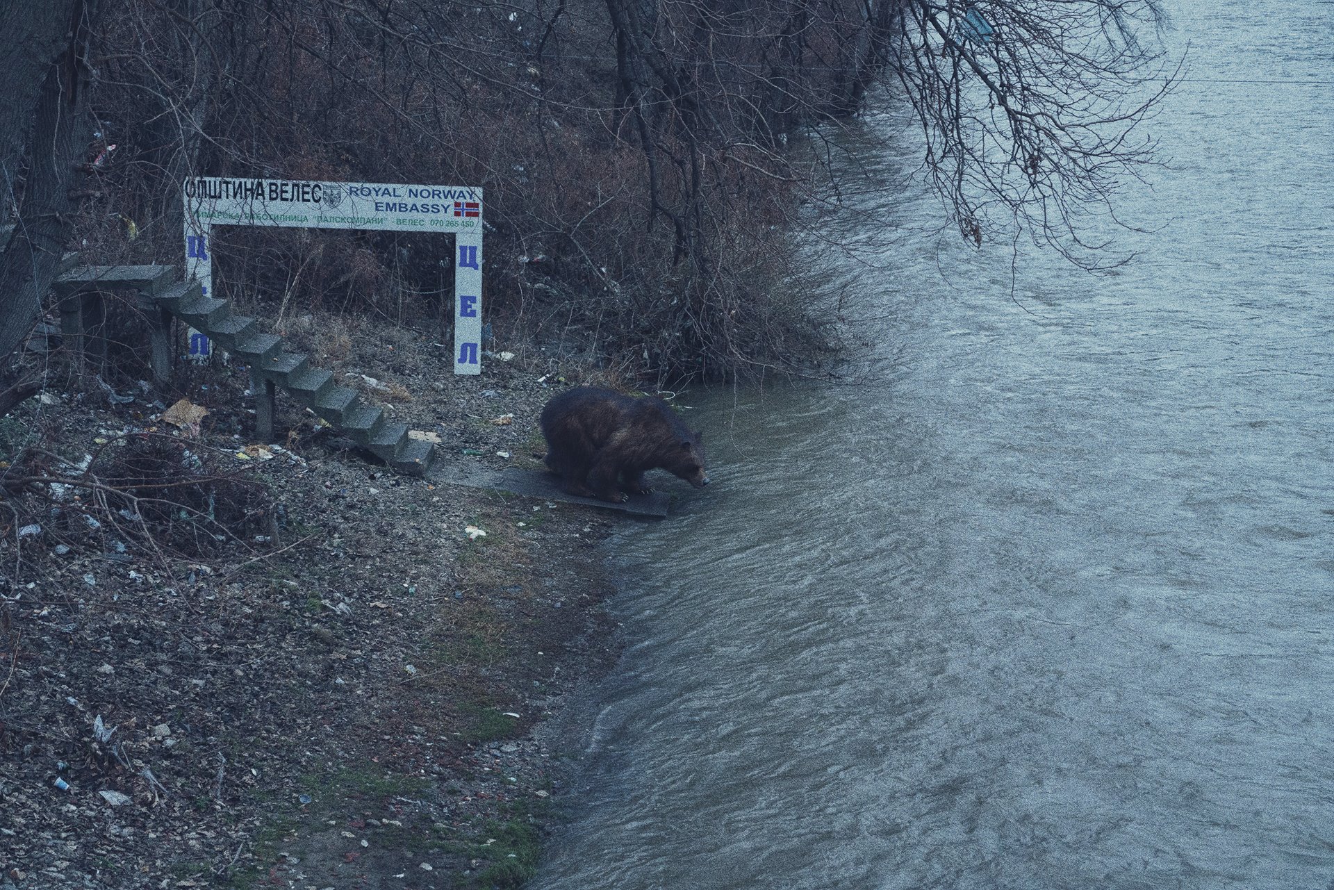 ours au bord d'une rivière